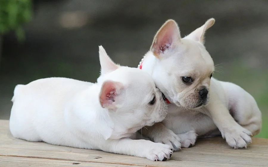 standard cream French Bulldog puppies with dark eyes