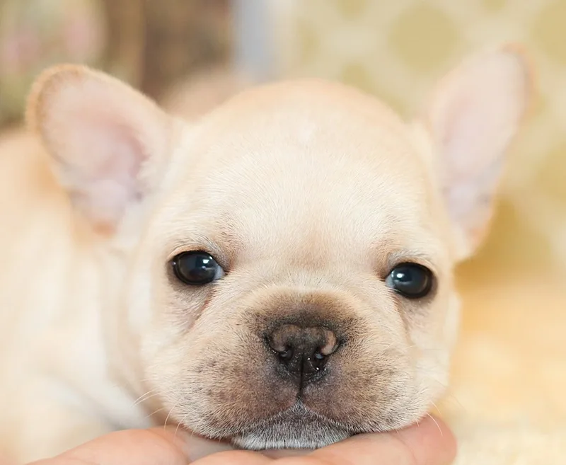 standard cream French Bulldog puppy with dark pigment