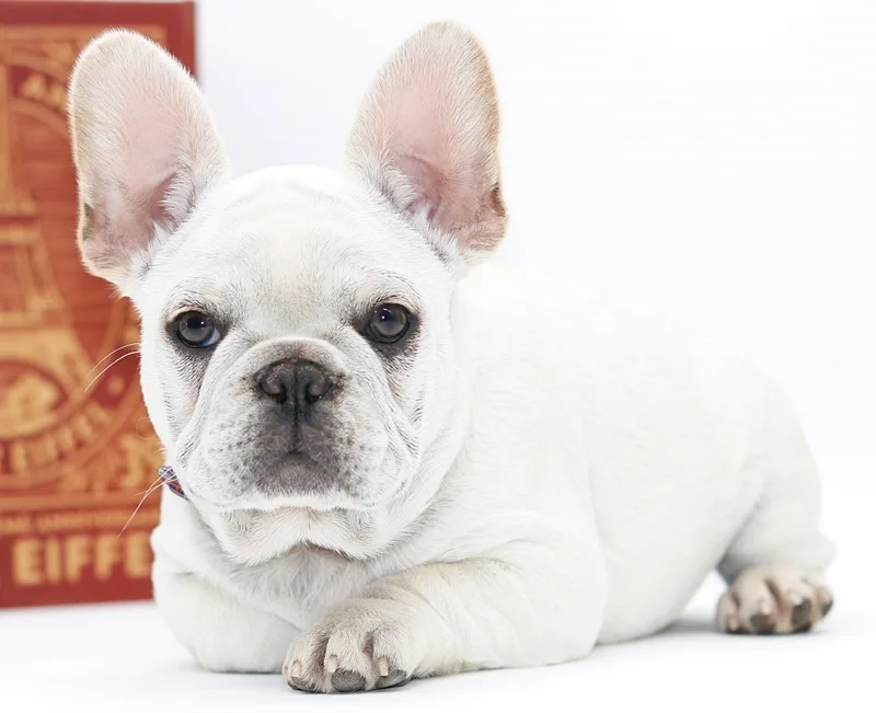 cream French Bulldog puppy showing black nose pigment