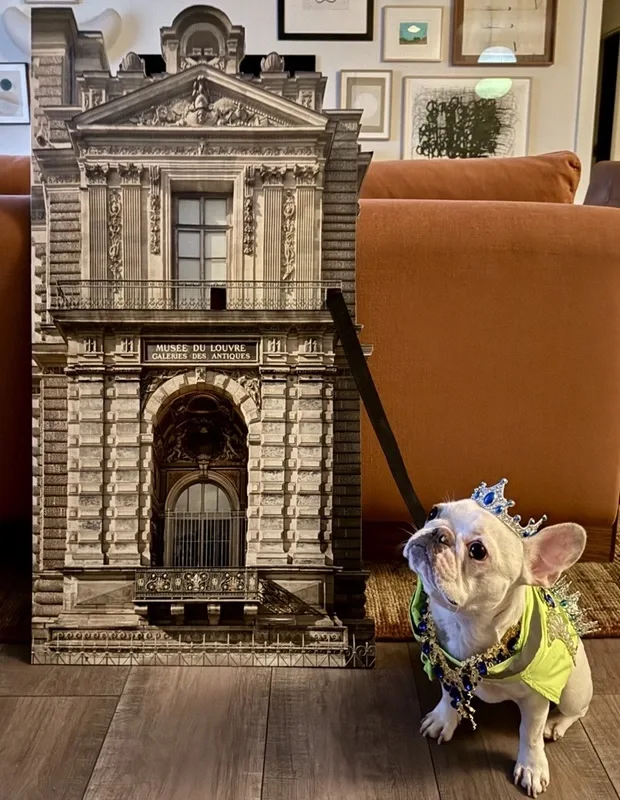Cream French Bulldog named Twiggy sitting indoors