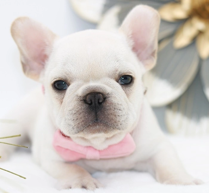 Standard cream French Bulldog puppy with dark eyes and black nose pigment