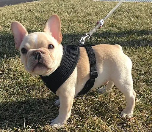 French Bulldog puppy available through Must Be Frenchies