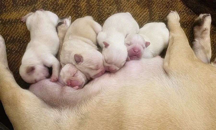 Standard cream French Bulldog puppies nursing with their cream-colored mother
