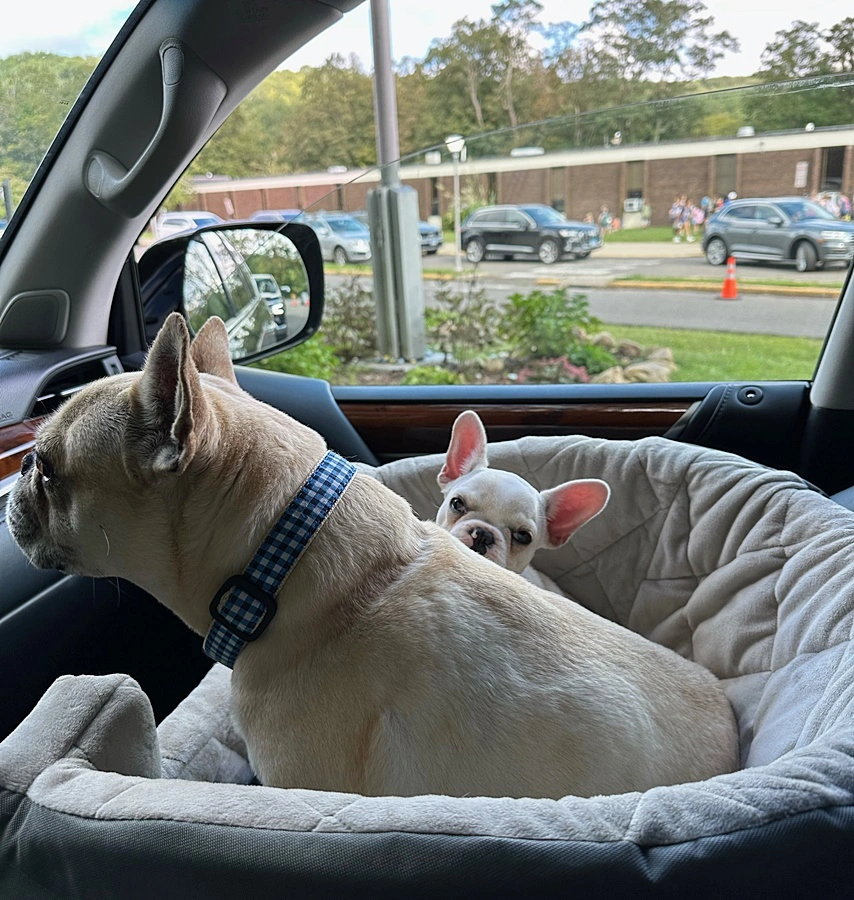 French Bulldog puppy transportation and delivery options