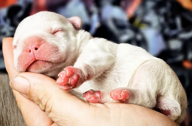 Home-raised French Bulldog puppy in Missouri