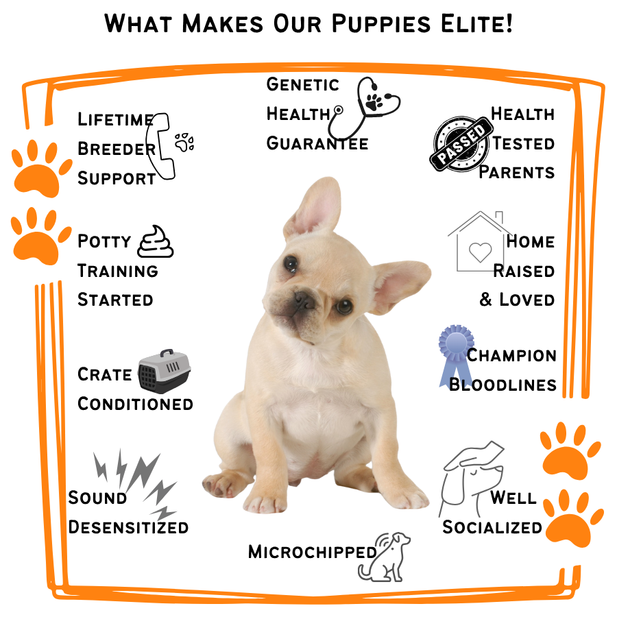 French Bulldog Puppy health