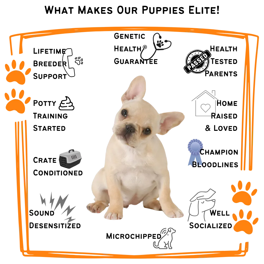 French Bulldog Puppy health