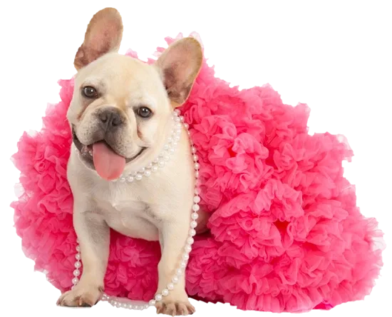 French Bulldog wearing a tutu