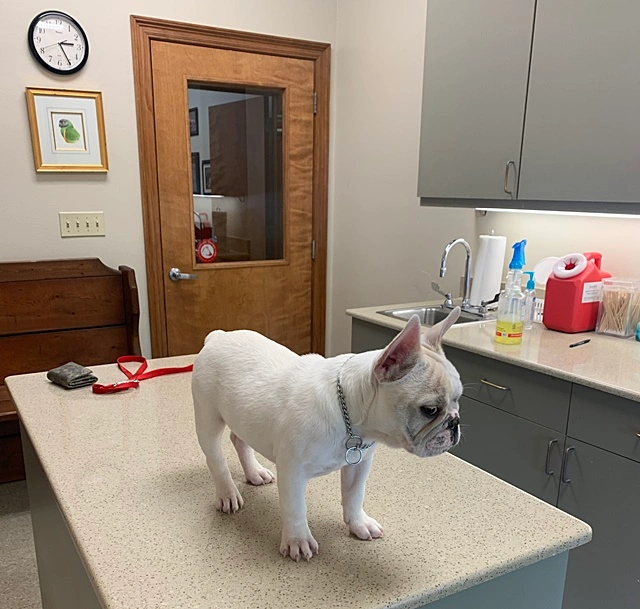 French Bulldog puppy receiving a veterinary health examination before going home