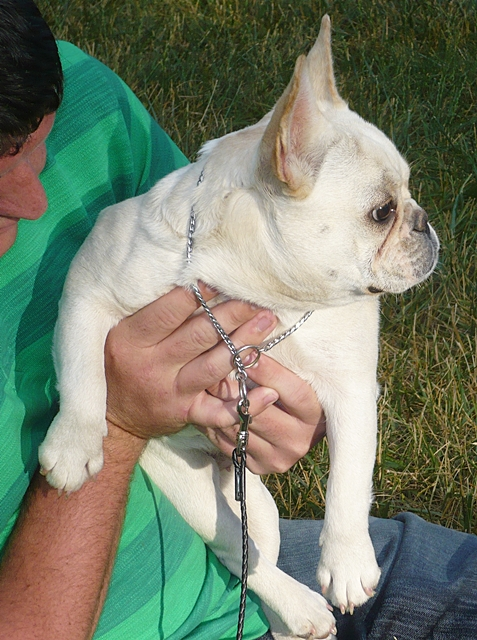 French Bulldog puppy being raised and socialized inside the home