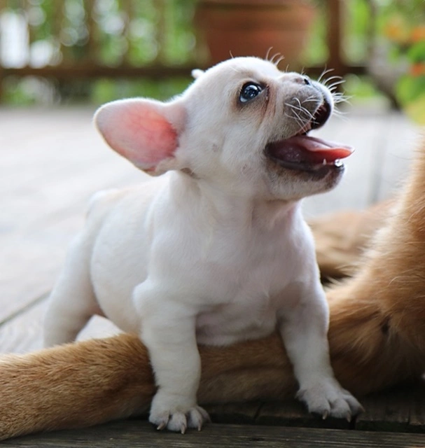 French Bulldog puppy ready for its new family