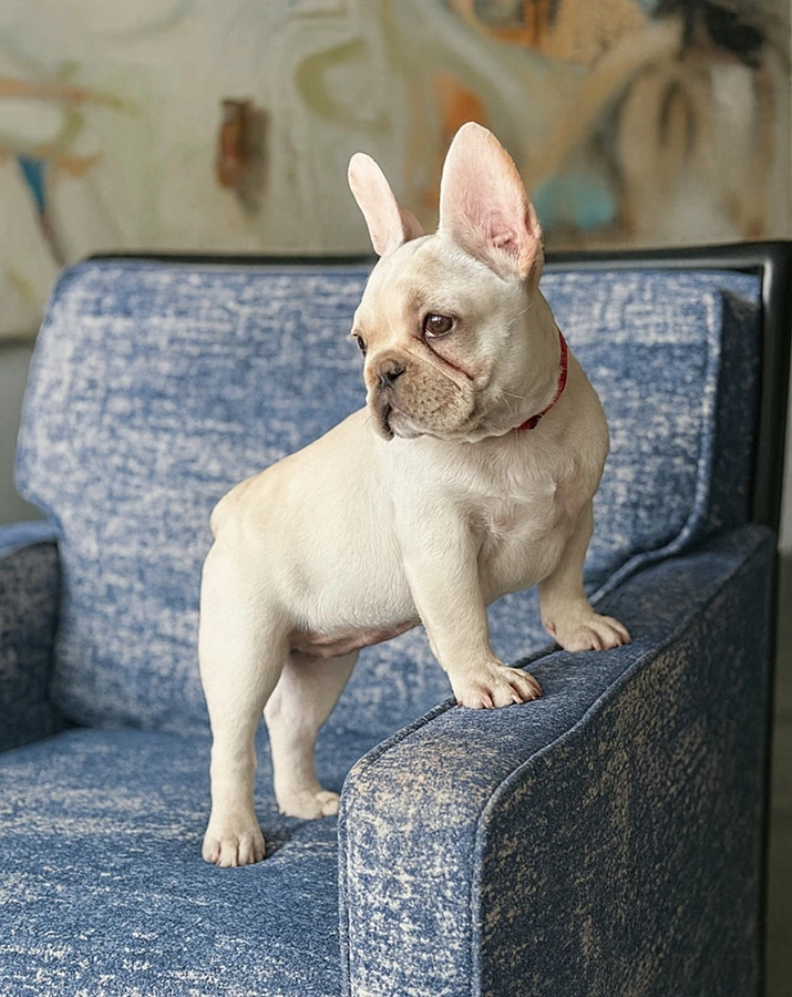 Cream French Bulldog from Must Be Frenchies