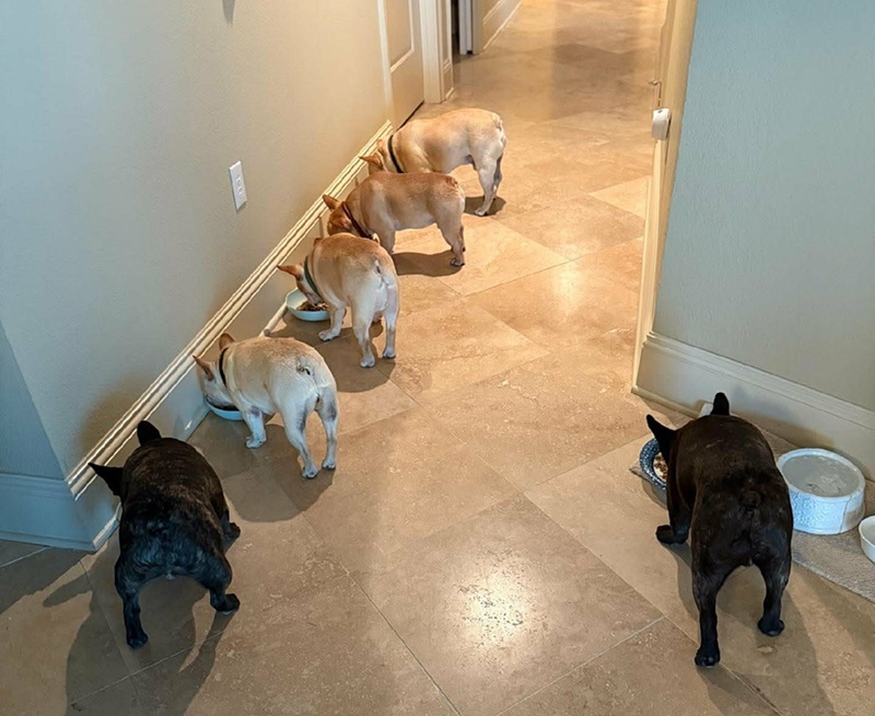 French Bulldogs eating kibble during their daily feeding routine at Must Be Frenchies