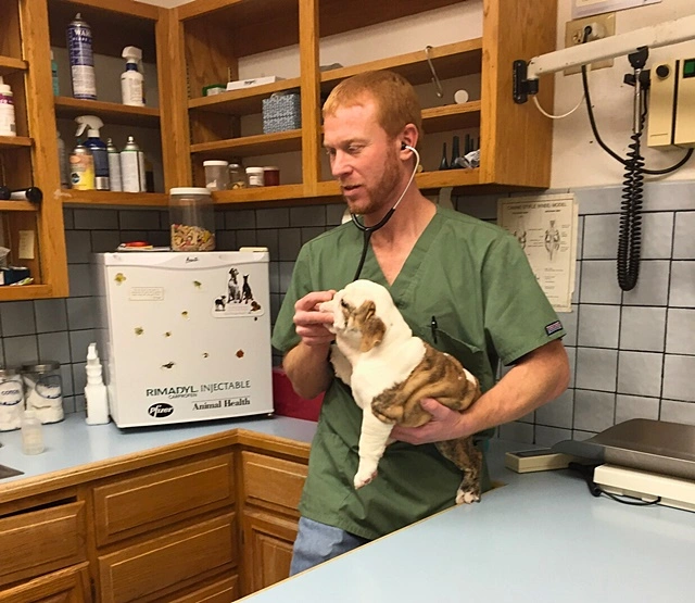 Veterinary health screening for French Bulldog breeding dogs