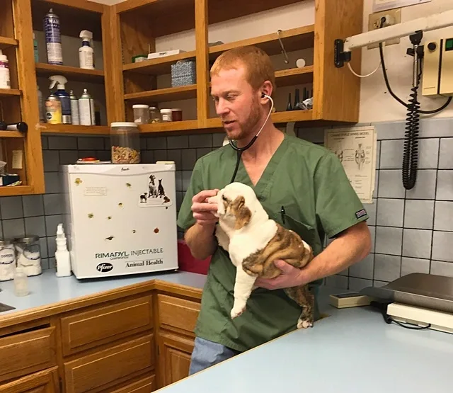 Veterinary health screening for French Bulldog breeding dogs