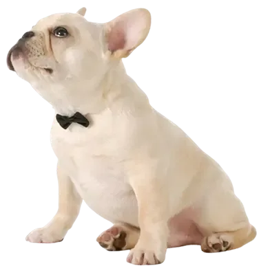 cream french bulldog wearing a bowtie